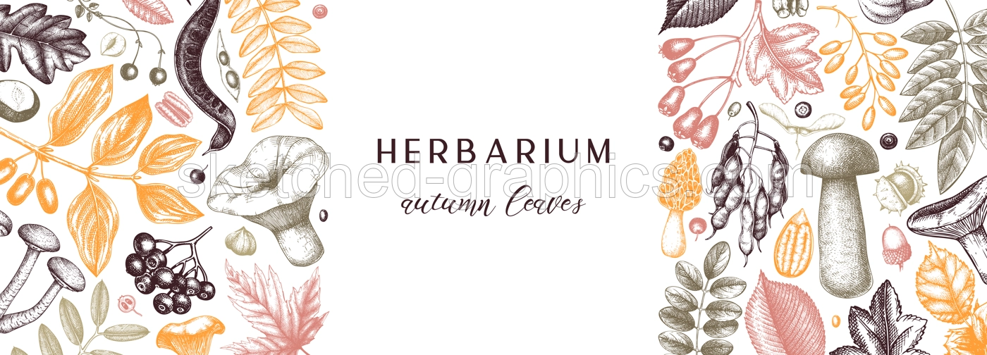 Hand sketched autumn banner in color. Elegant and trendy botanical template with autumn leaves, pumpkins, berries, mushrooms, nuts drawings. Vintage plants template. Autumn food background. Illustration